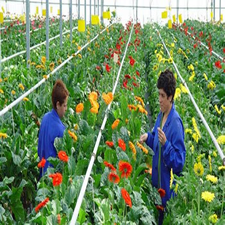 Curso técnico en cultivo de flores Sena